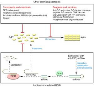 Prion Disease Treatment: Hope from Gene-Editing Research