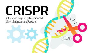 CRISPR Ethics: Examining the Cure for Sickle Cell Disease