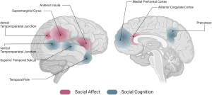 Neurological Basis of Social Connection and Its Importance
