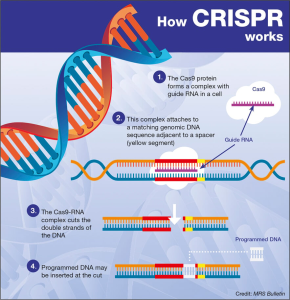 CRISPR Gene Editing: Exploring Ethical Dilemmas and Risks