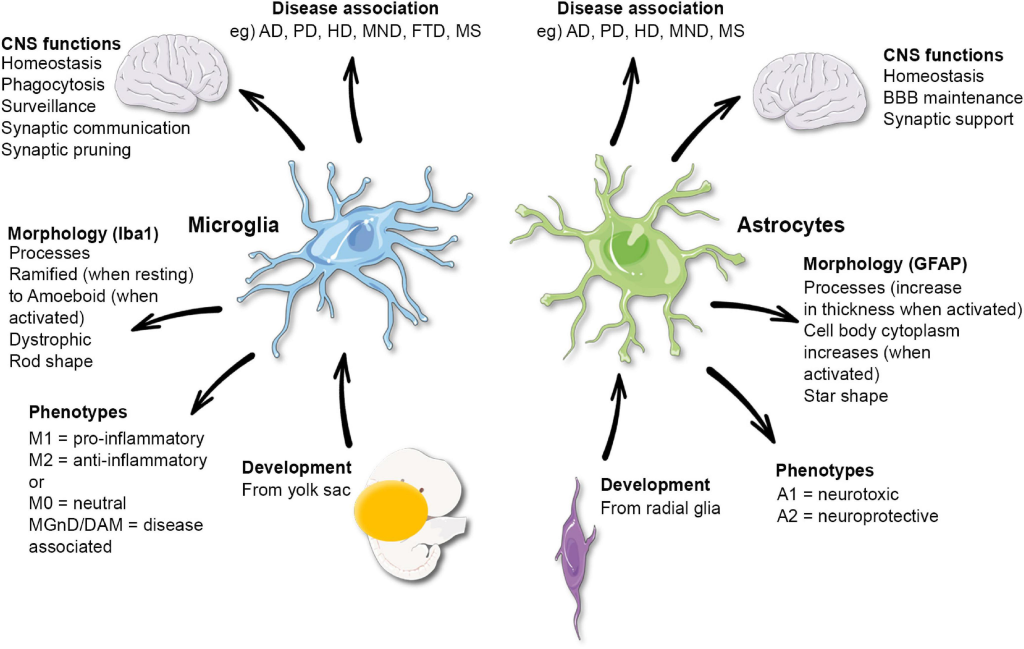 Microglia Research: Unlocking Insights on Alzheimer’s Disease